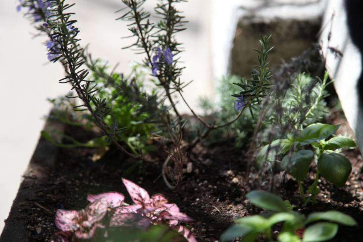 Woody Bare Lavender Save Your Plant No Need To Replace It